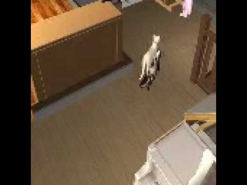 Sims2 Katze reitet auf Stinktier