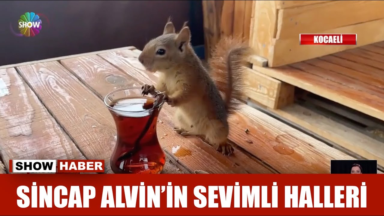 Sincap Alvin'in sevimli halleri