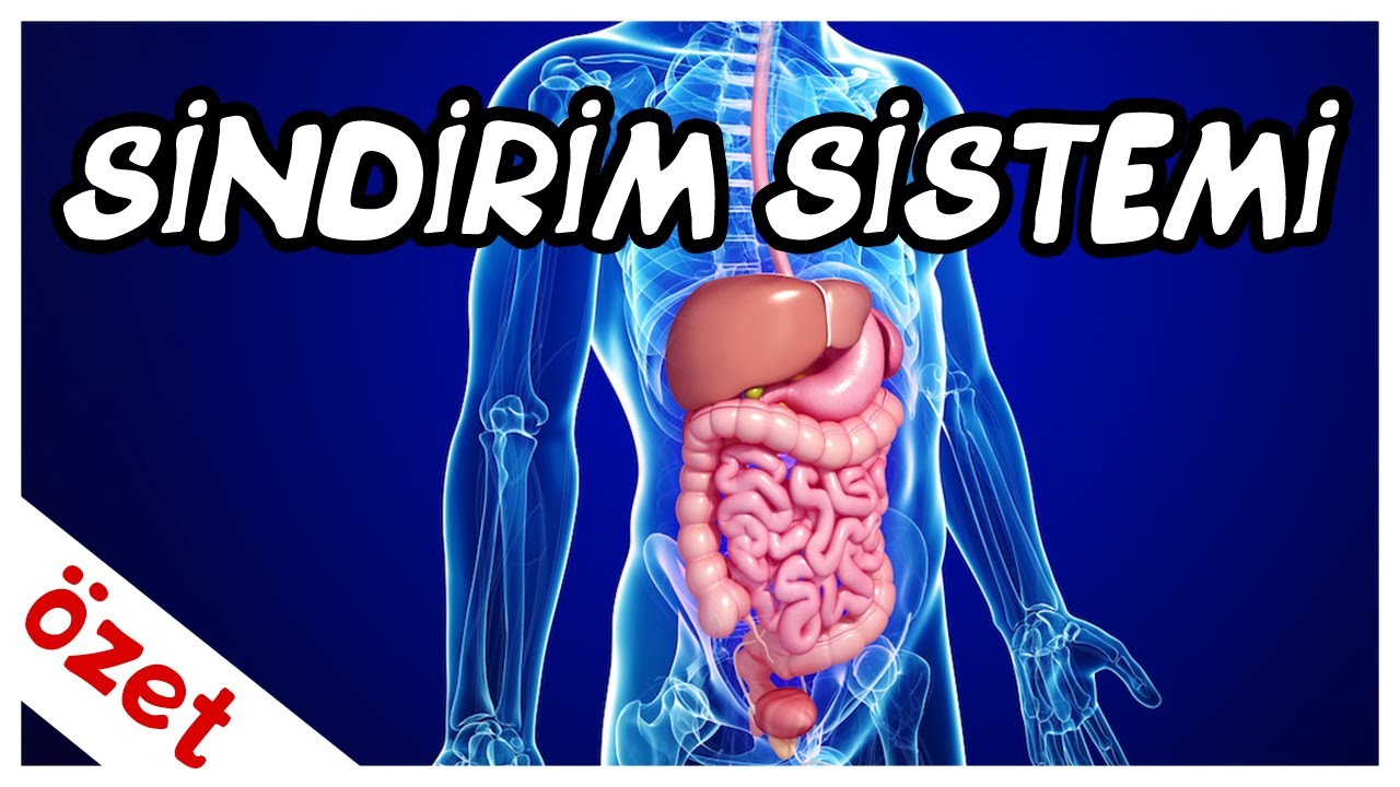 Sindirim Sistemi Özet / AYT Biyoloji