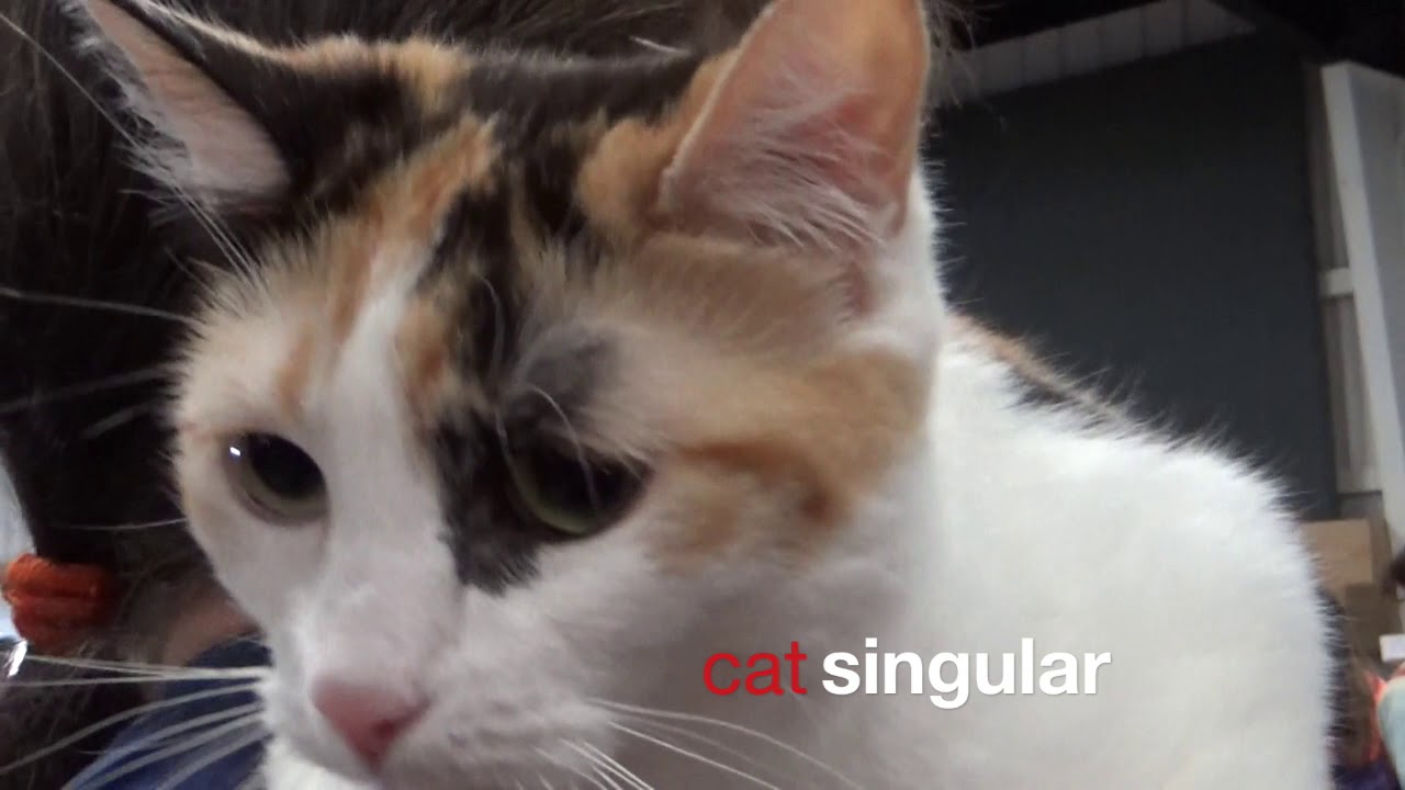 SINGULAR & PLURAL with PETS (K-3) Educational KIDS Video  StayHome#With Me  HOMESCHOOL