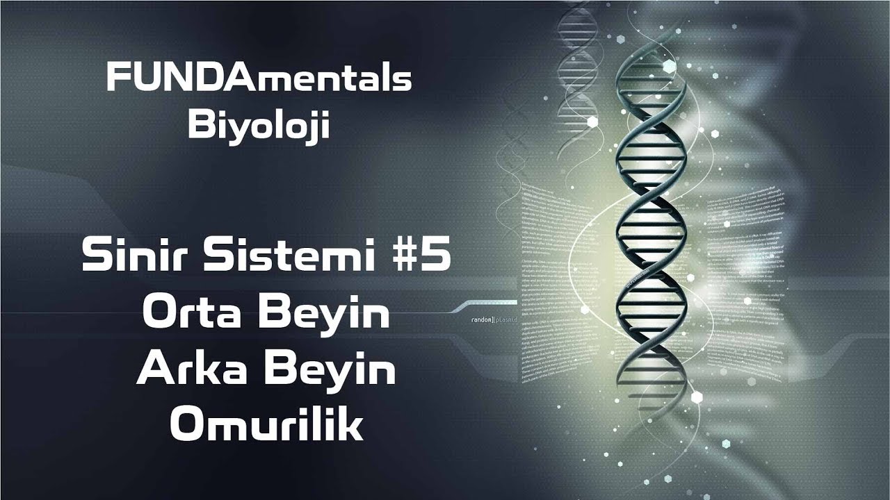 Sinir Sistemi #5-Orta Beyin-Arka Beyin-Omurilik