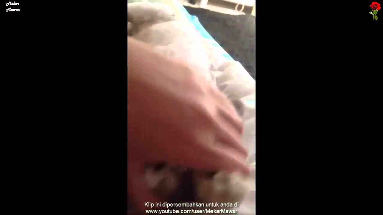 Siti Saleha: Another Cat Post