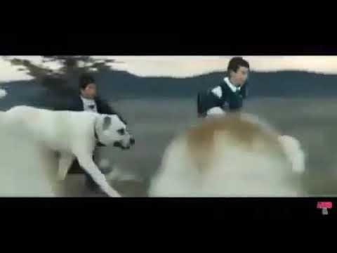 Sivas filmi kangal dövüşü.