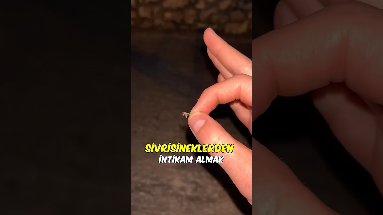 Sivrisinek Koleksiyonu🦟😲