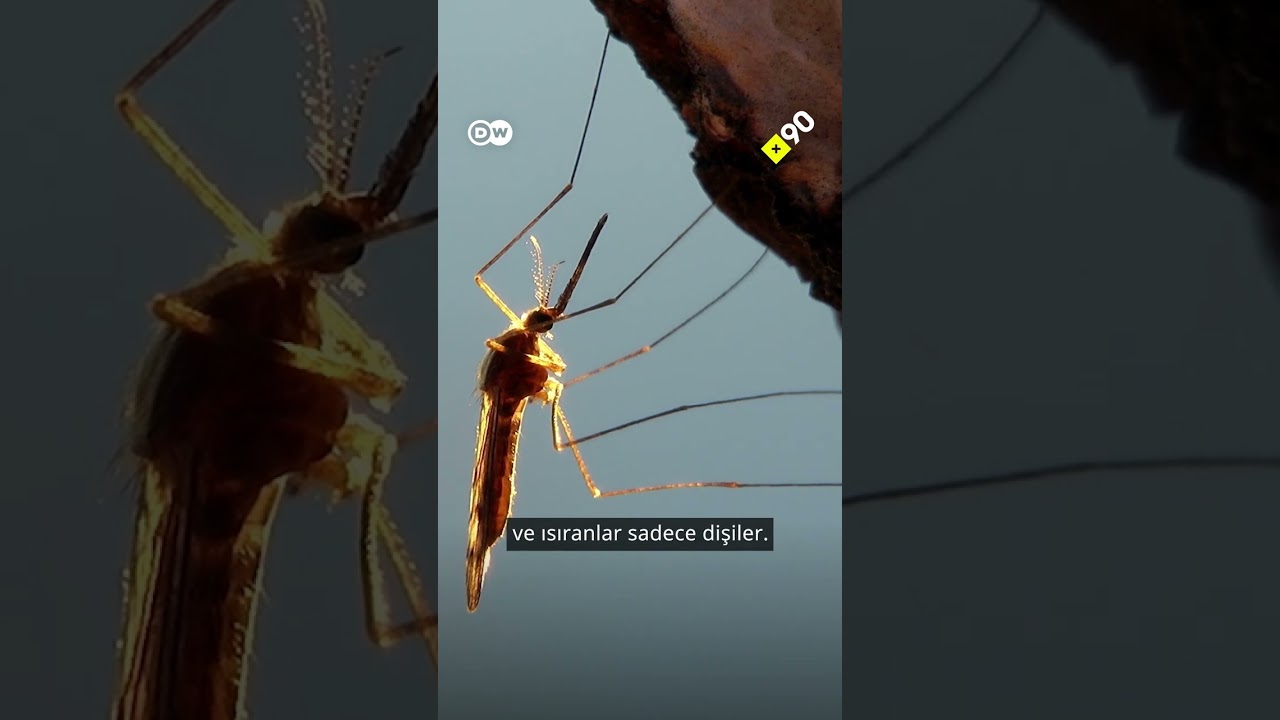 Sivrisinekler olmazsa ne olur?
