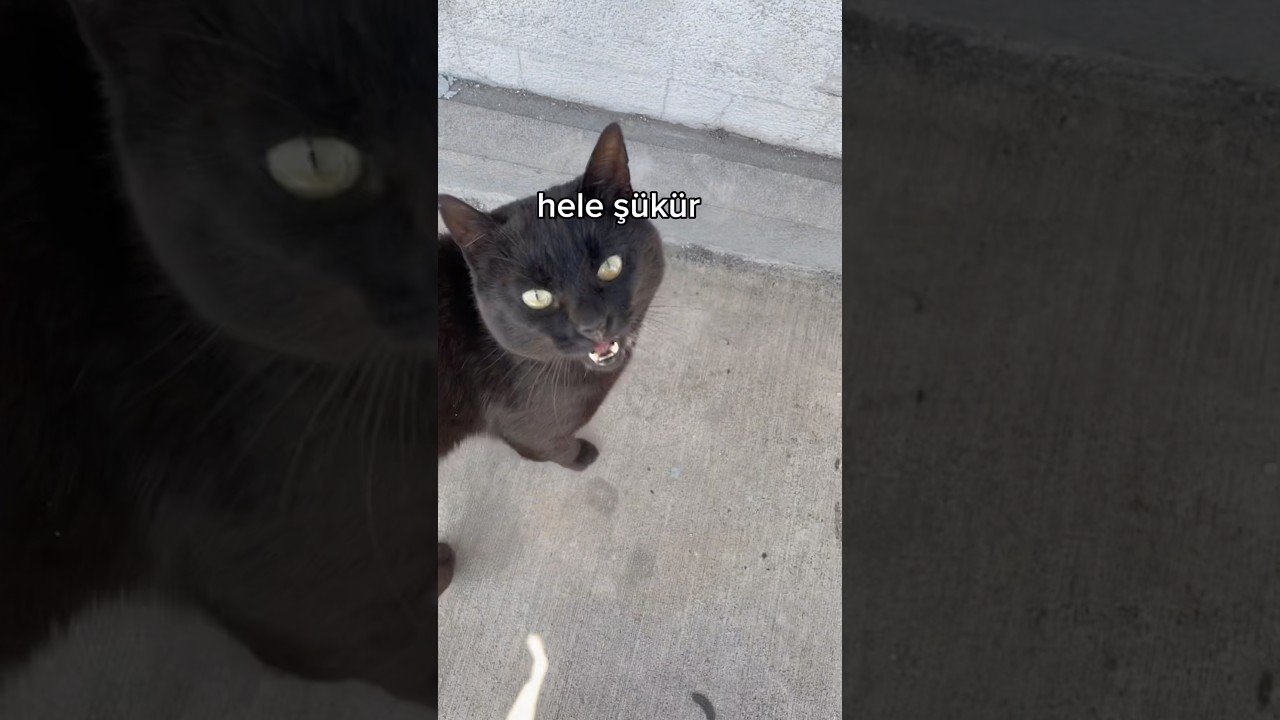 siyah kedi