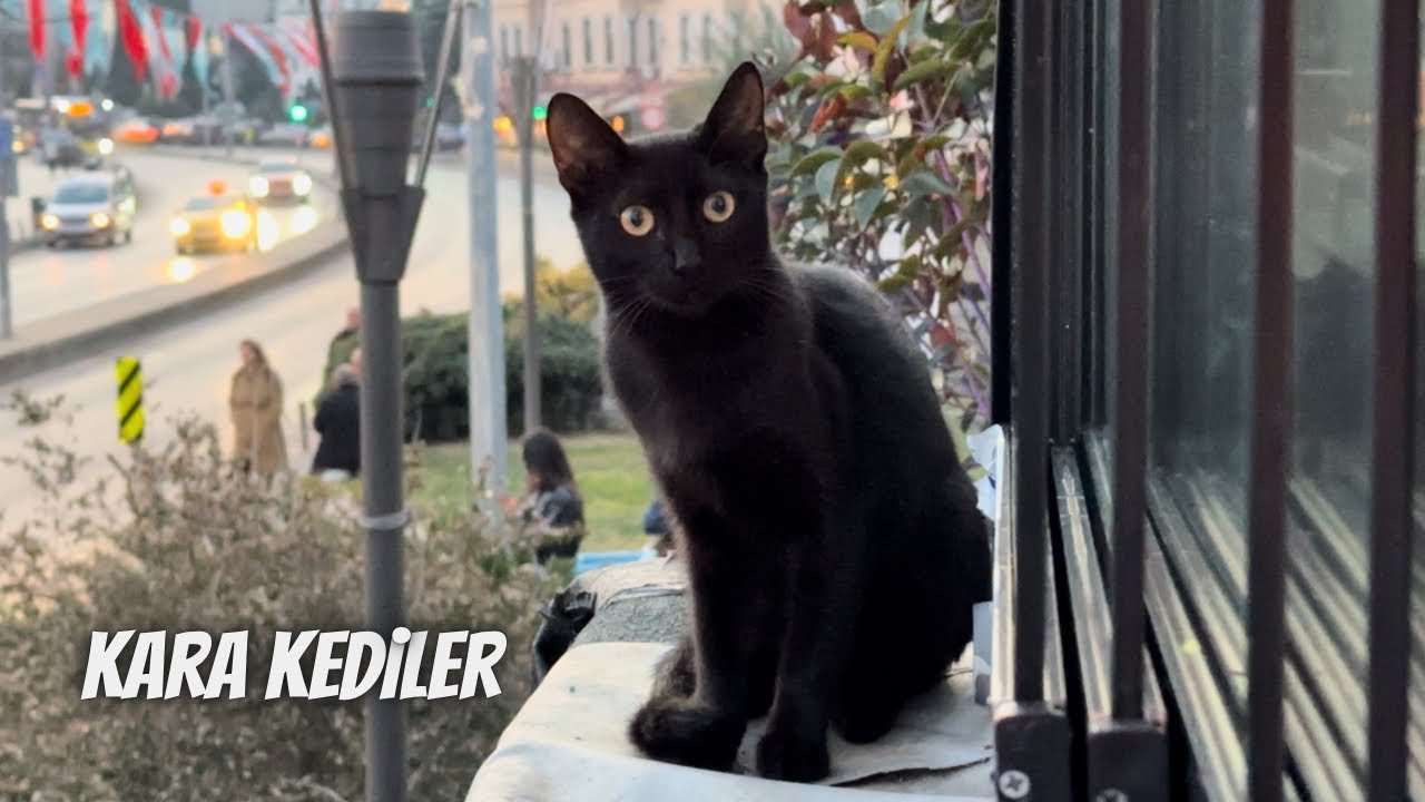 Siyah kediler dosyası: iyi ve kötü özellikleri