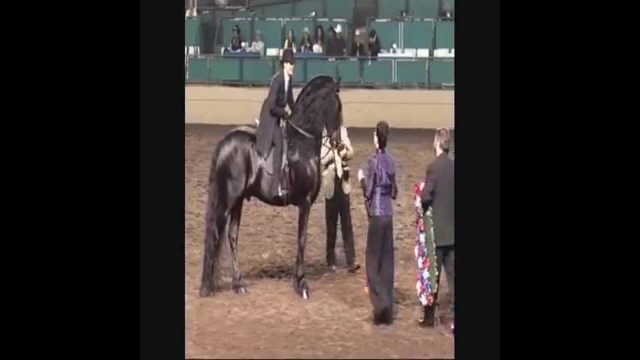 Sjoerd Friesian Stallion IFSHA 2010 World Champion Saddle Seat Jr. Horse