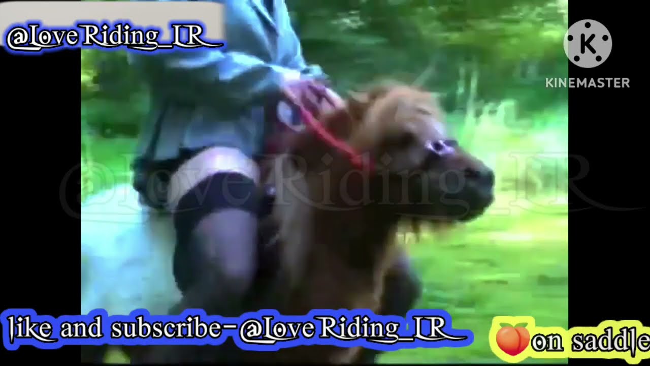Skilled women riding horse.Part-150#Leder​#pony​ #reiten​#ponyriding​#ponyreiten​#sheep​#sheepriding