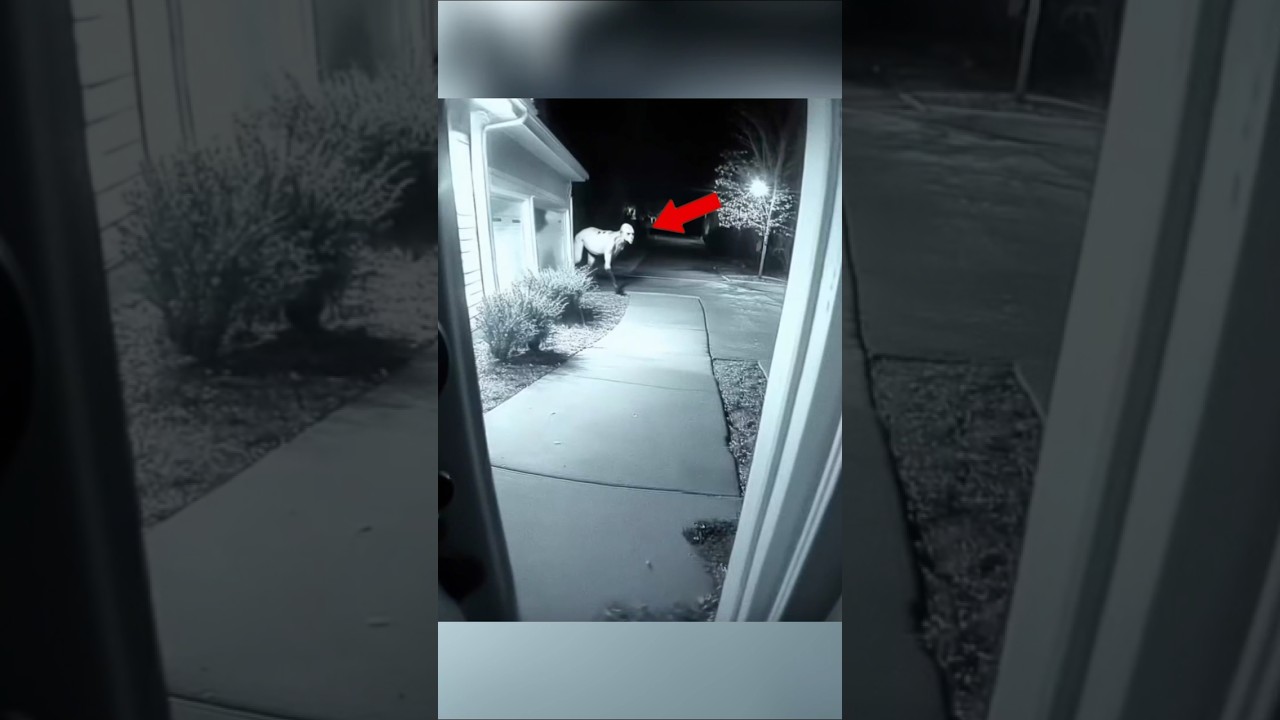Skinwalker Disguised As Animals ☢️ Part-10 #scary #shorts