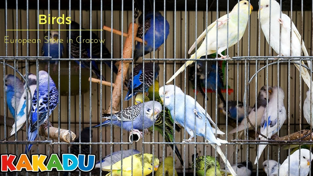 Sklep Zoologiczny Ptaki Birds/ Pet Store