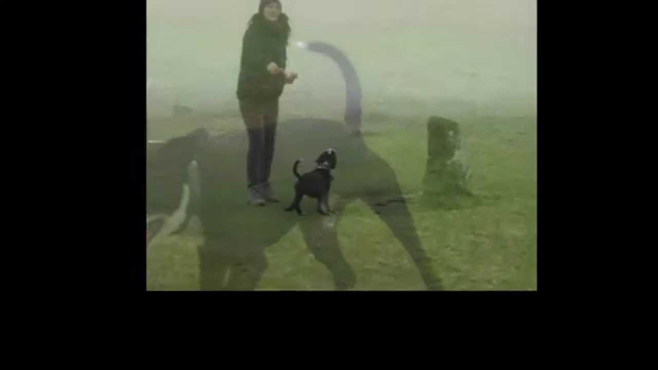 Slo Mo Tobe 2.A Staffie having fun