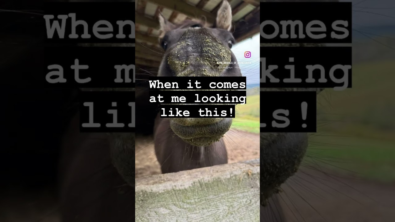 Sloppy Kisses! #horse #love #new #funny #shorts #pets #funnyanimals #cute #horses