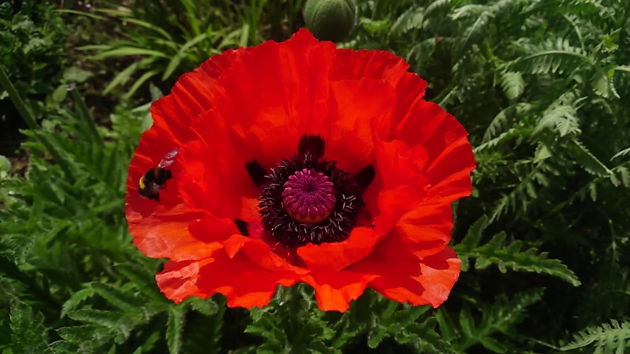 Slow motion bumblebees enjoying a poppy