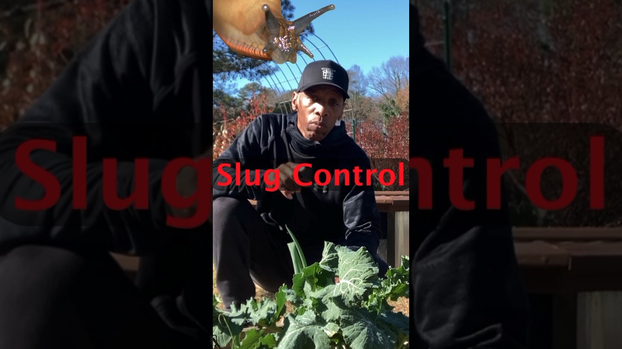 Slug control #garden #gardening #shorts