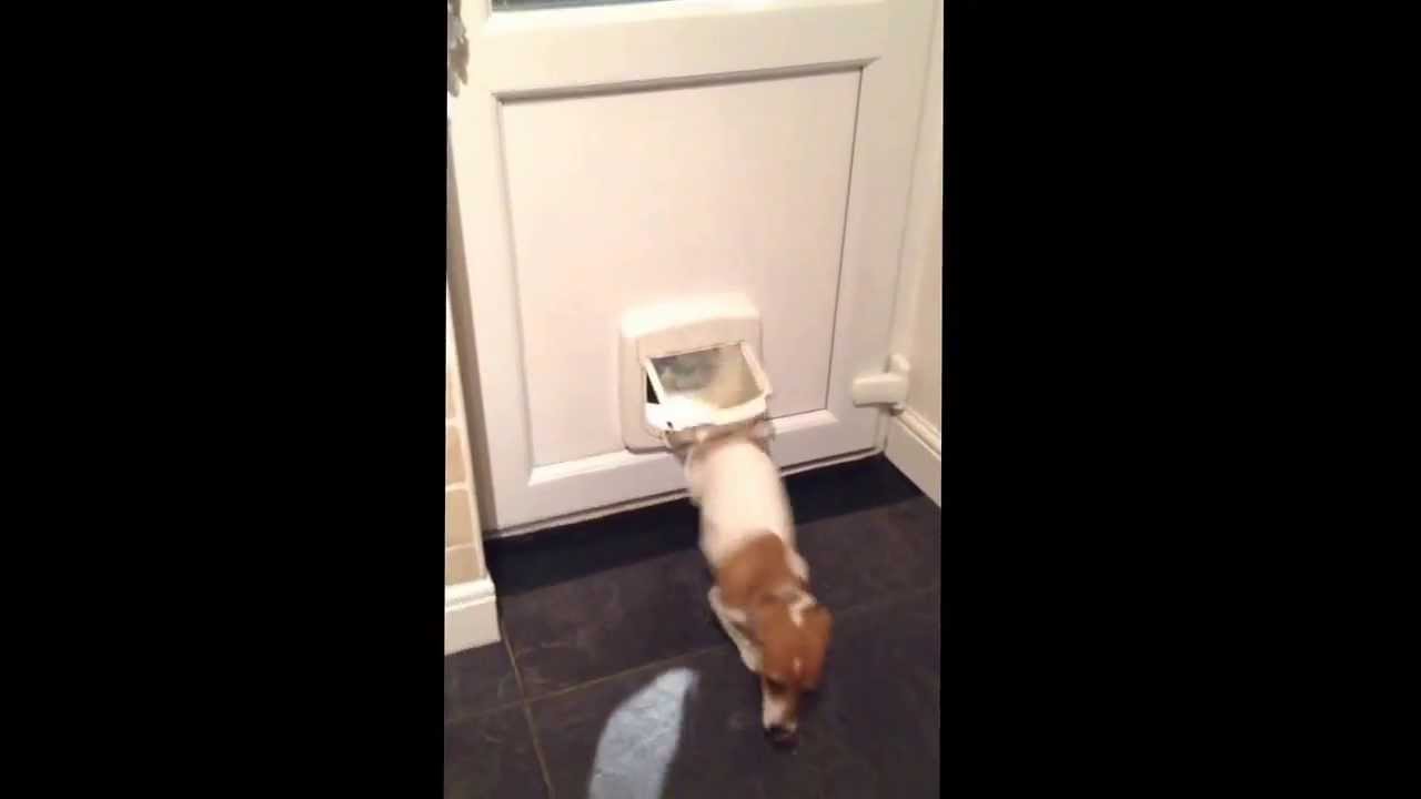 Smart Jack russell Funny