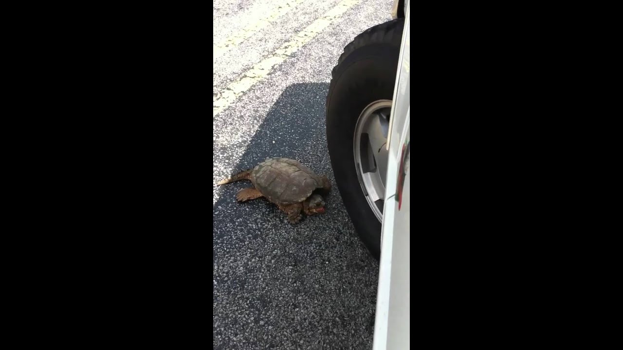 Smashing/Crushing Turtles!