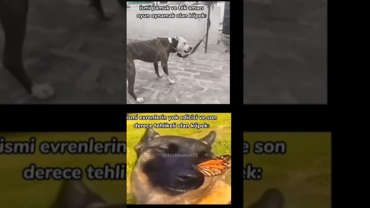 İsmi Pamuk ve tek amacı oyun oynamak olan köpek AND ismi Evrenlerin yok edicisi olan köpek