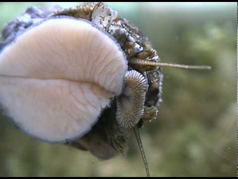 snail radula