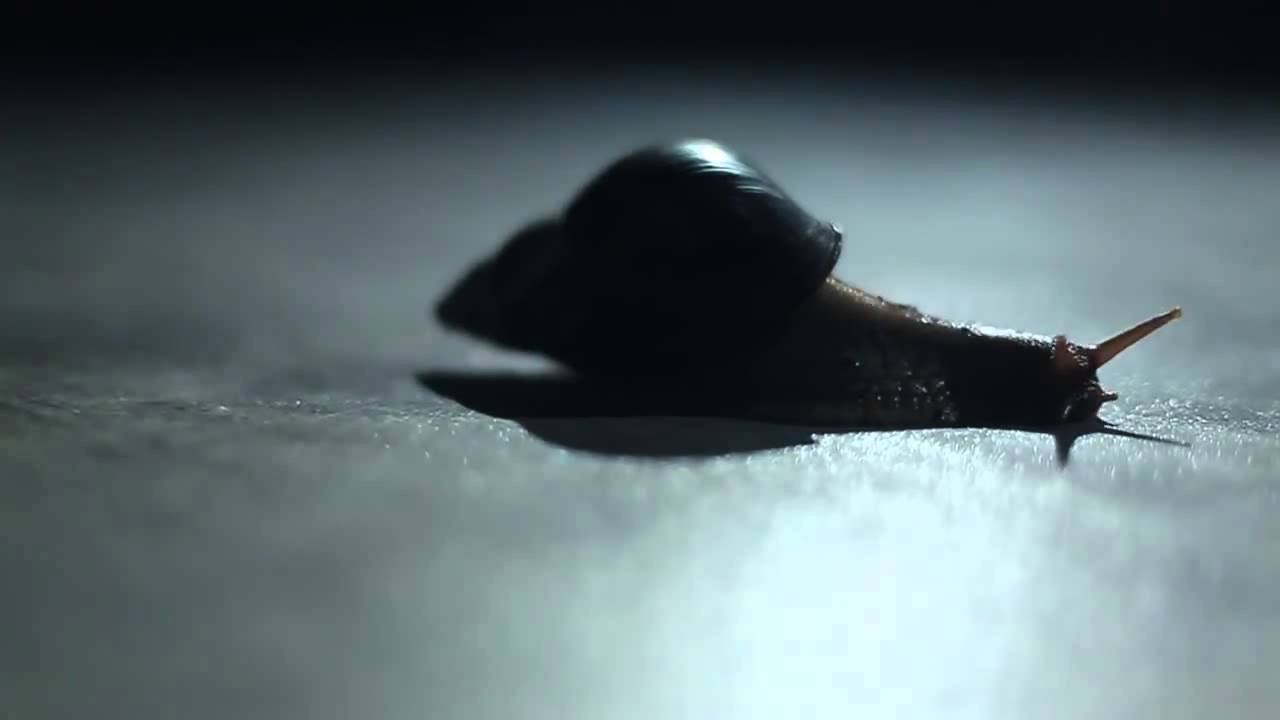 SNAILS - STOMP ft. Panther (Official Video)