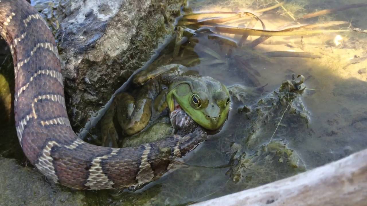 Snake eating a Frog as the Frog eats the Snake