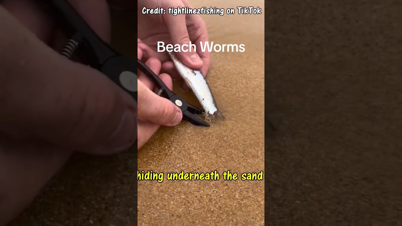 SNAKE SIZED WORMS at the beach  #fishing #worms #bugs #viral