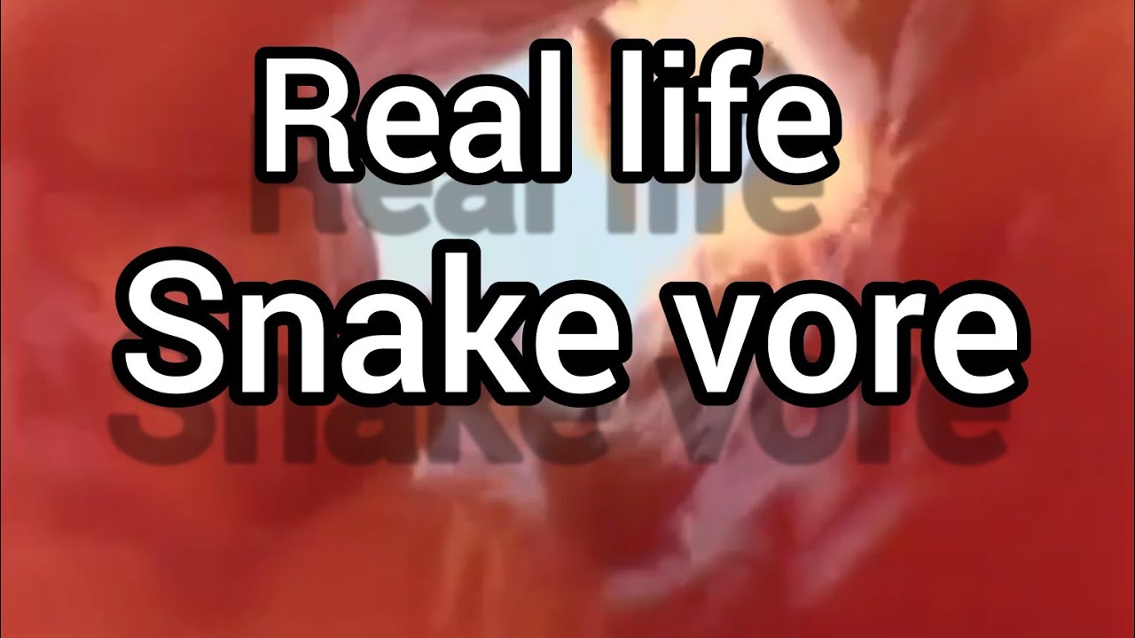 snake vore in real life [V- ANIM 3]