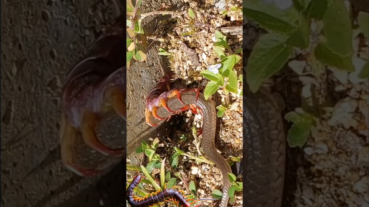 snake X centipede