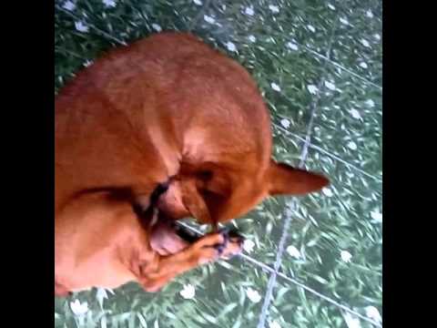 Snap movies puppy love at home K