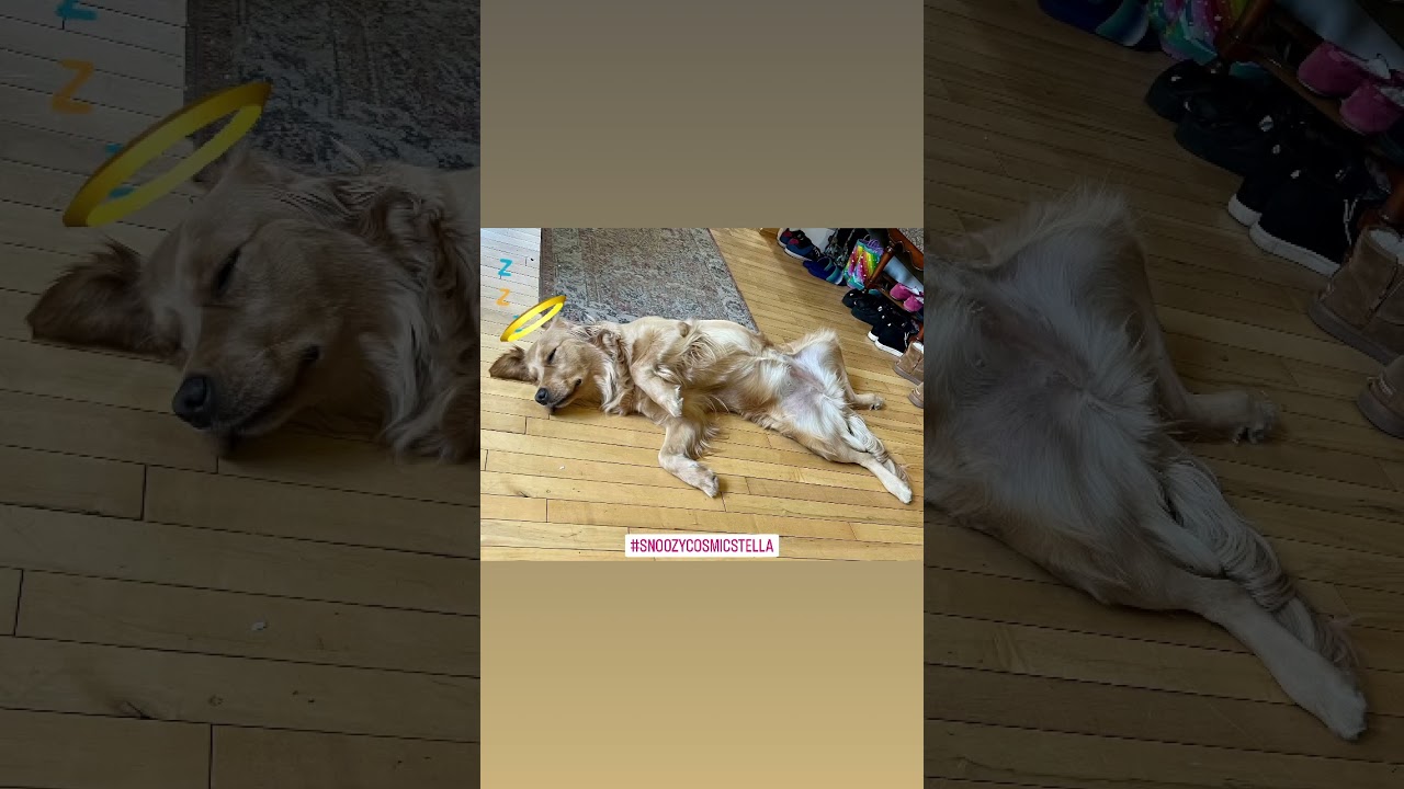 Snoozin’ Stella 😴😇