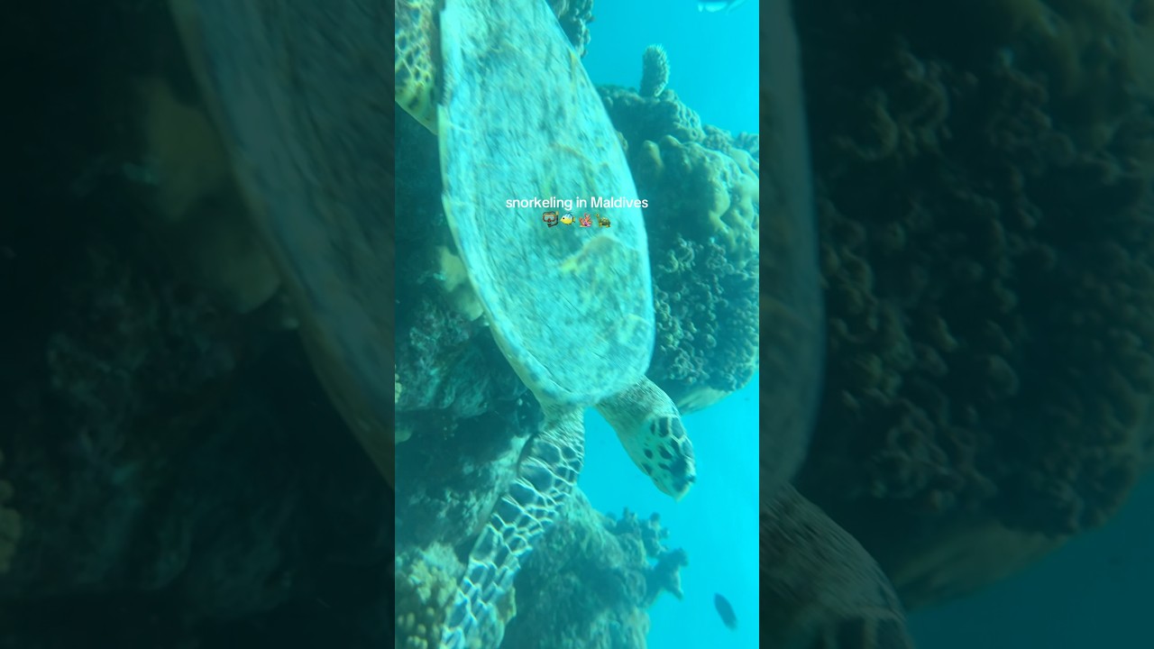 snorkeling in the Maldives