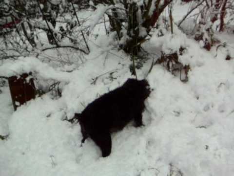 snow fun with patterdale terrier muffin