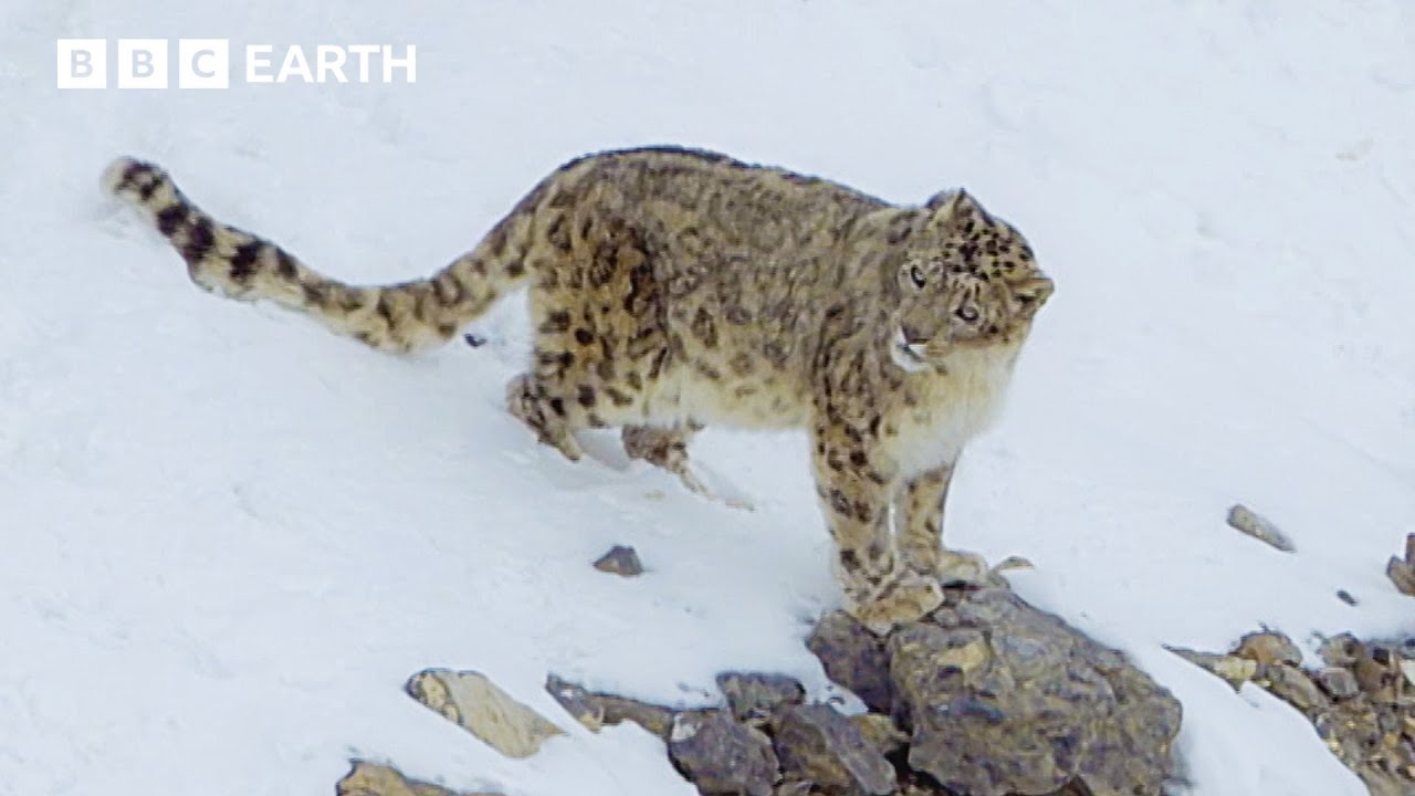 Snow Leopards: One Of The Most Mysterious Cats | Asia Fun Facts | BBC Earth Kids