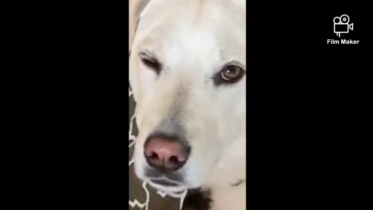 So my friend sent me this on snap just to show me their dog and this happened...
