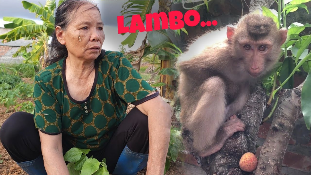 So Sad, Grandma was heartbroken when she heard that Lambo Monkey was missing...