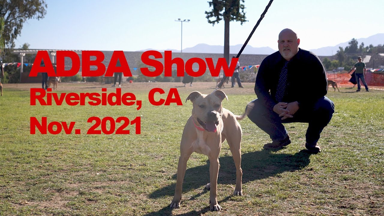 SoCal APBT Pit Bull Conformation, Top Dog, & Weight Pull Event ADBA Dog Show in Riverside CA 2021
