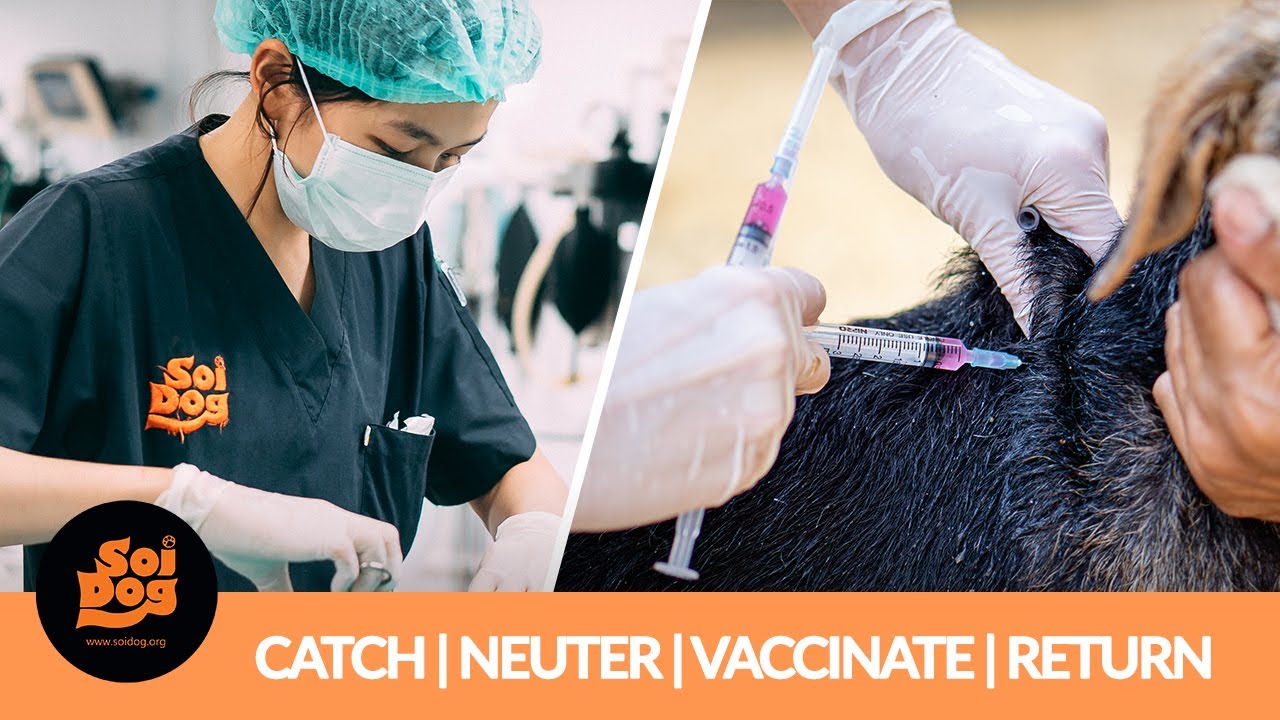Soi Dog Foundation's Spay and Neuter programme (CNVR)