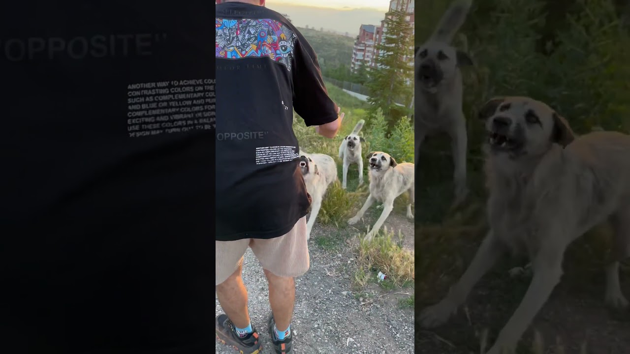 Sokak köpekleri etrafımızı sardı! #sokakköpekleri #köpek #dog