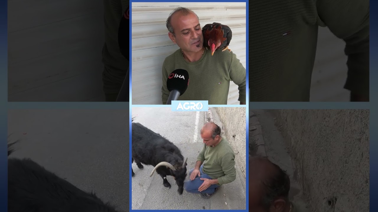 Sokakta Nuh'un Gemisi Gibi Geziyor! Yok Böyle Dostluk #shorts