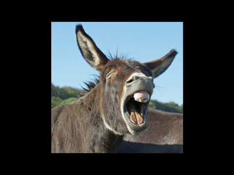 SOM DE ASNO/BURRO ORNEANDO, AZURRANDO,GRITANDO