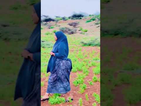 Somali Ass