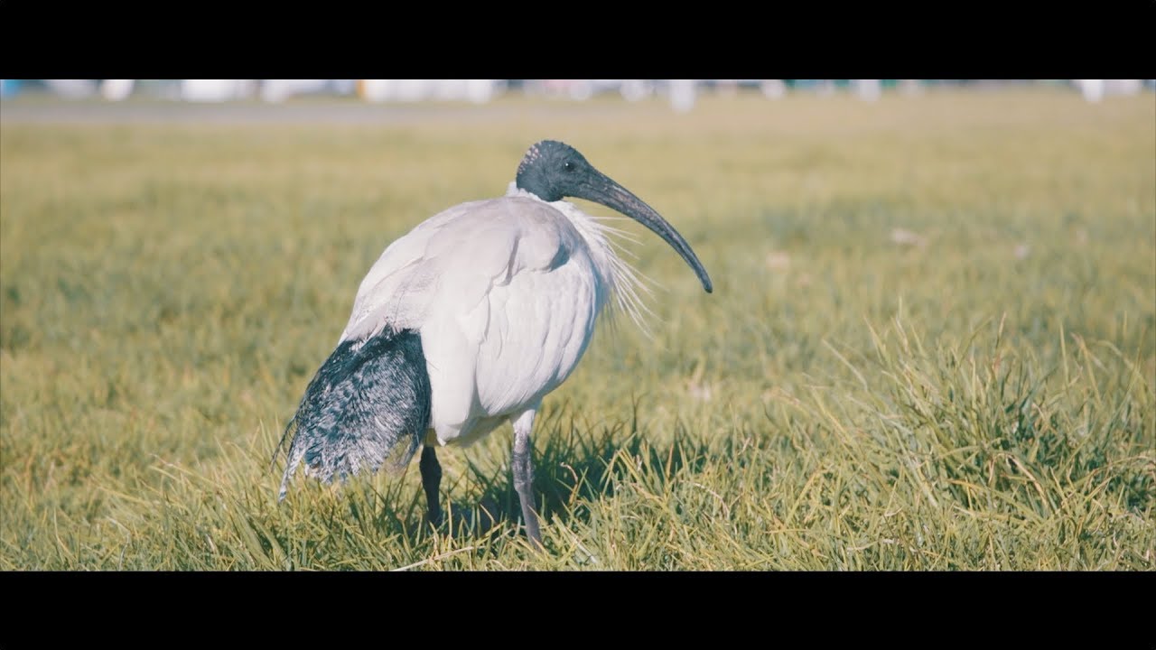 Songtourage - Song For My Daughter (Who Is An Ibis)