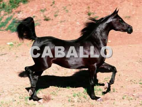 SONIDOS DE ANIMALES.wmv