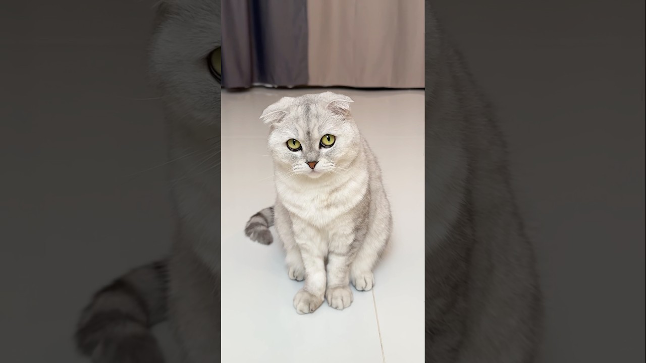 Sonya… 🥲 #cat