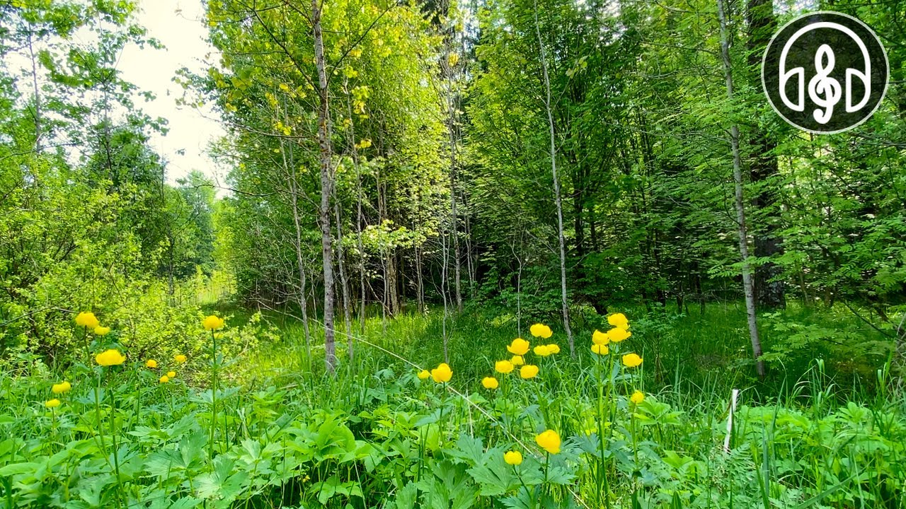 Soothing mixed forest and birdsong. Nightingale, cuckoo, blackbird. 12 Hours of video.