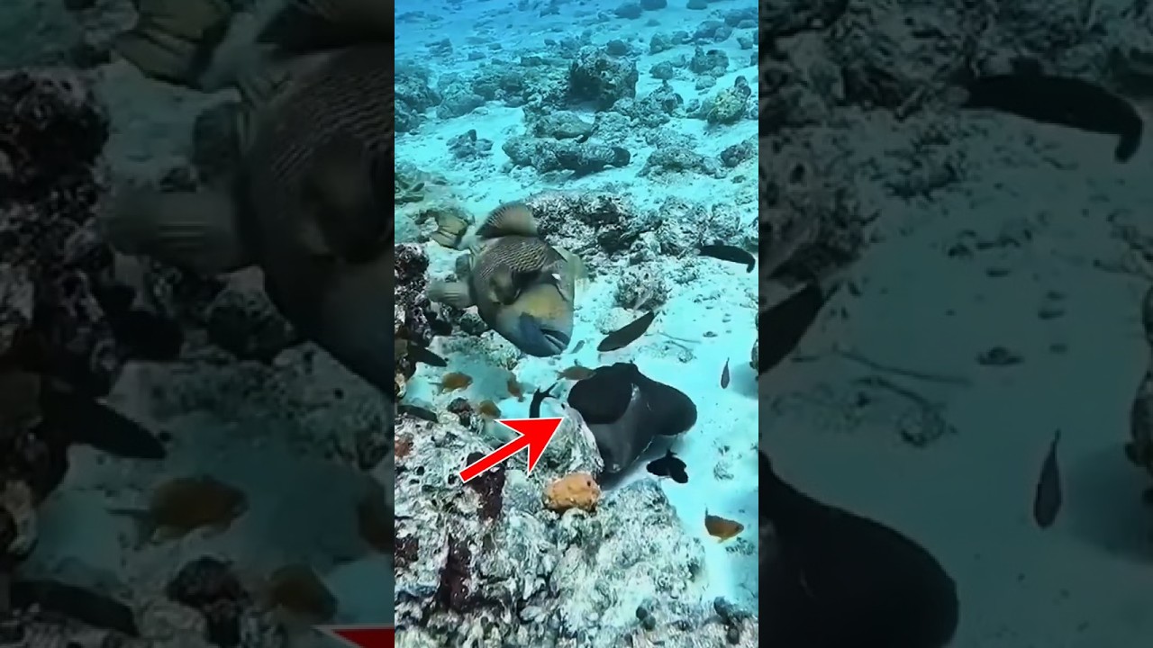 Sotong Ni Boleh Menyamar Jadi 18 Haiwan Laut 😱