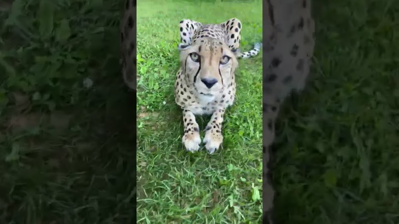 Sound On - Cheetah Purr - Cincinnati Zoo #shorts