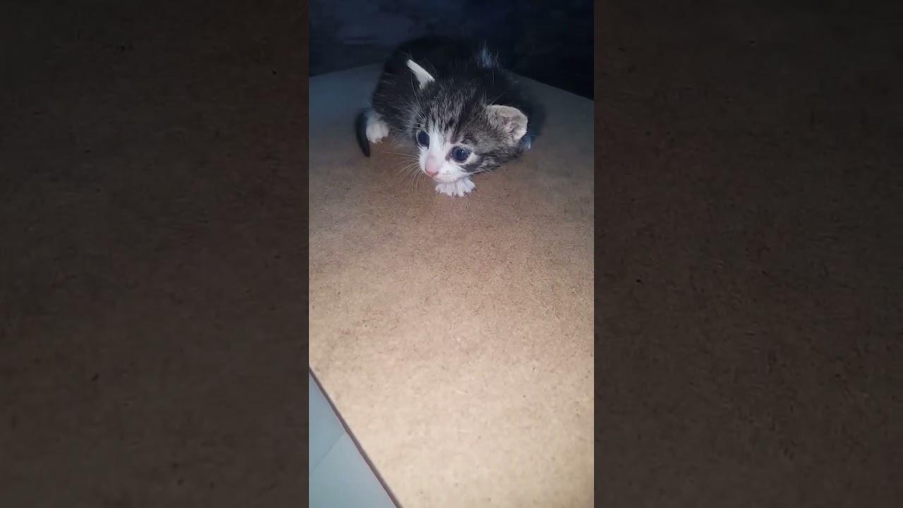 Sounds That Attract Cats 💕