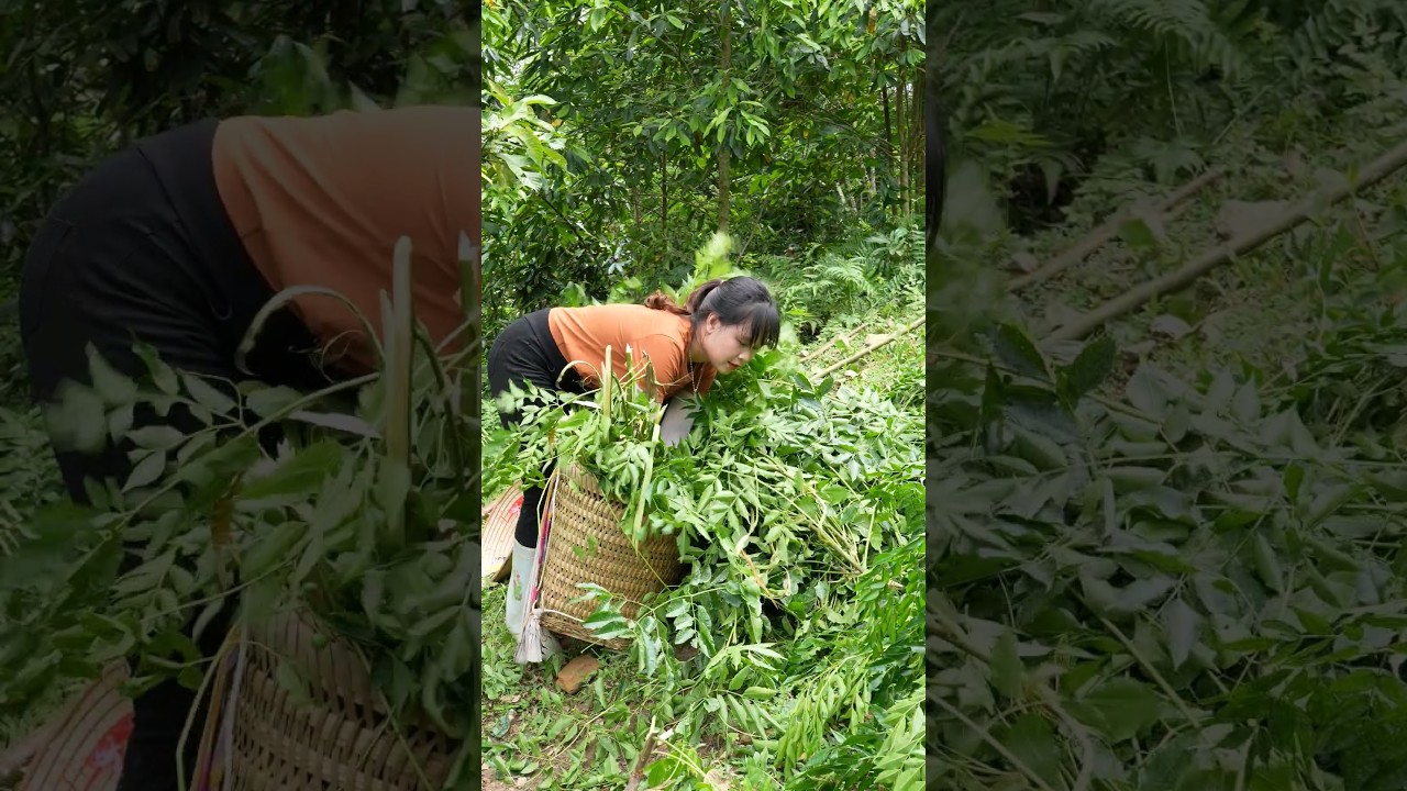 Source of biological fertilizer. Hoàng Thị Bình, #hoangthibinh