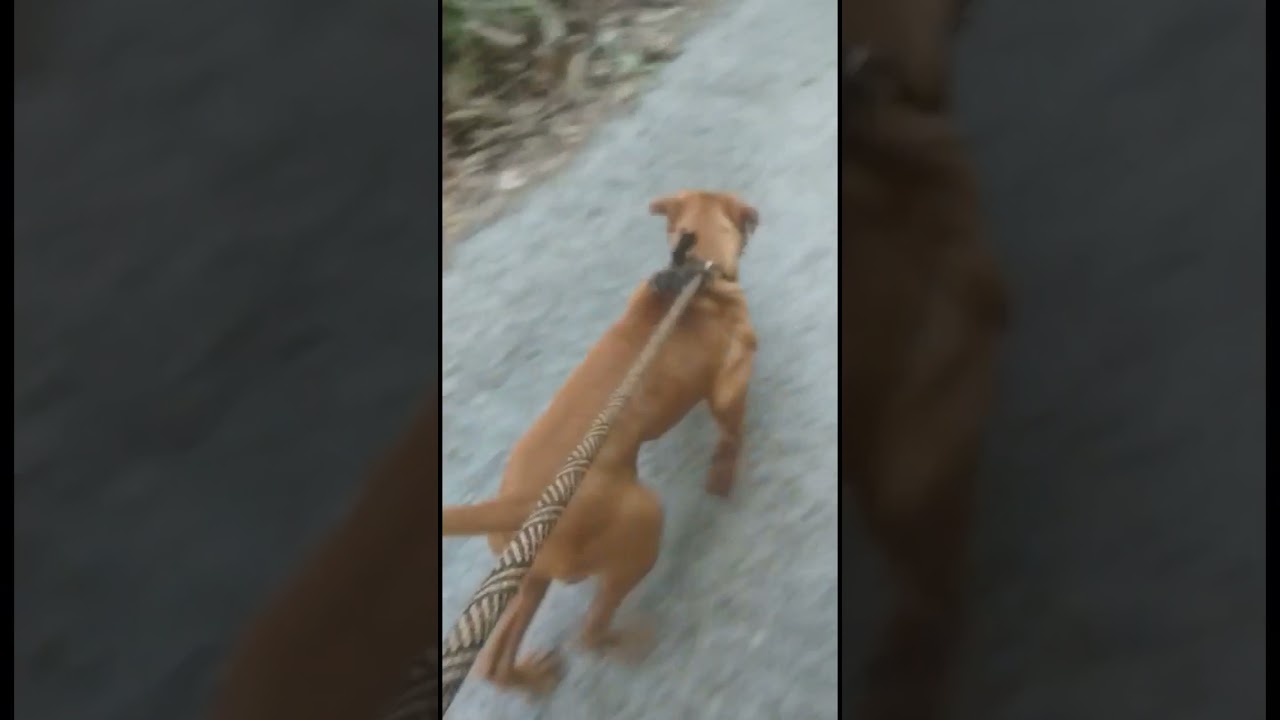 SOUTHERN BUCK #mayday #apbt #pitbull #youtubeshorts #trending #dog #kerala #workout #motivation